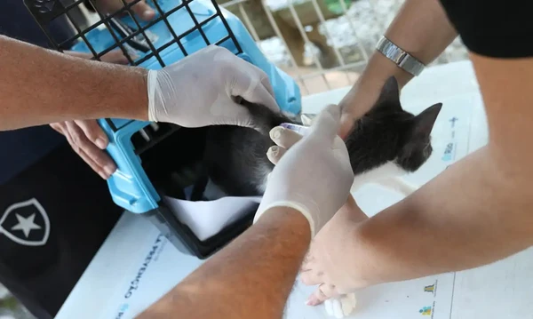Casos de esporotricose em humanos crescem na Bahia